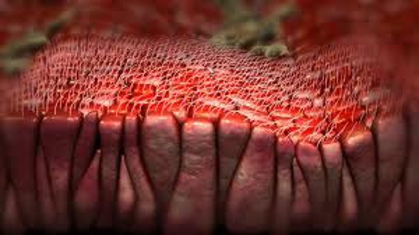 <p>microscopic hairs in nasal cavities that filter air and move mucus</p>