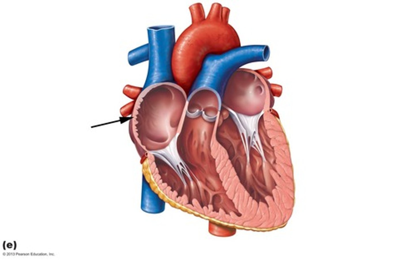 <p>sulcus terminalis (external)- cavity and auricle</p><p>crista terminalis- internal ridge</p><p>**pectinate muscles- internal ridges</p>