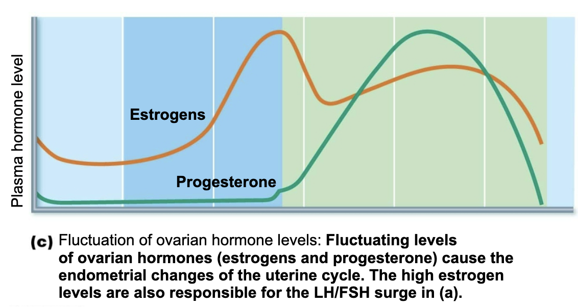 <ul><li><p>Helps maintain stratum functionalis</p></li><li><p>Maintains pregnancy, if it occurs</p></li></ul><p></p>