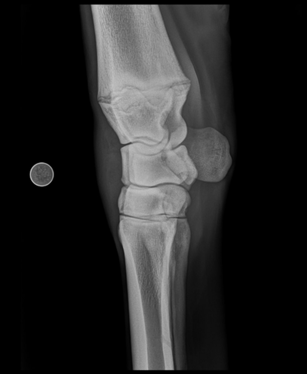 <p>Name the view and the anatomical region within the radiograph</p>