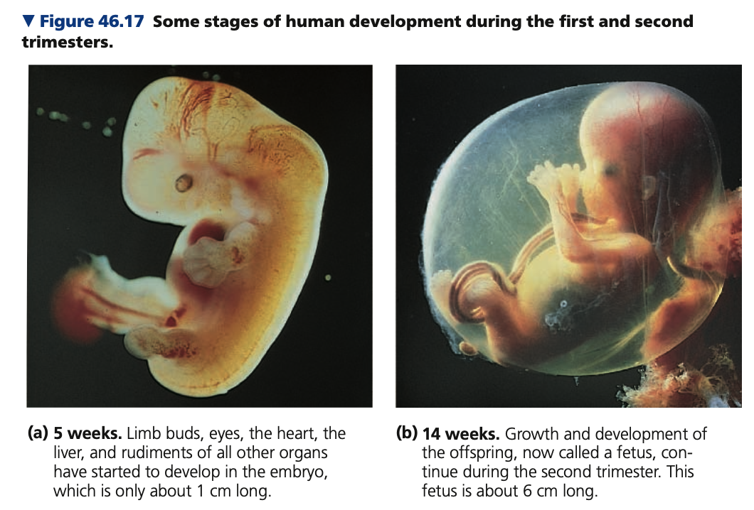 **Human Pregnancy**


1. **First trimester**

* main period of **_______**
  * development of the body organs
* heart begins beating by the 4th week; a heartbeat can be detected at 8–10 weeks
  * At 8 weeks, all the major structures of the adult are present in rudimentary form, and the embryo is called a _____
* End of first trimester:
  * high _______ levels cause: 
    * Mucus in the cervix forms a plug that protects against infection
    * Maternal part of the placenta grows
    * Breasts and uterus get larger
    * Ovulation and menstrual cycles stop