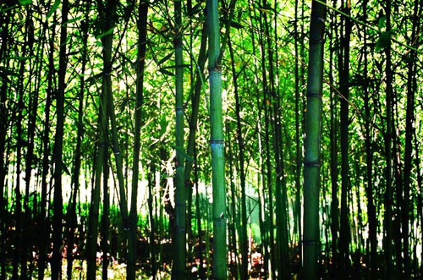 <p>(n): rừng tre</p>