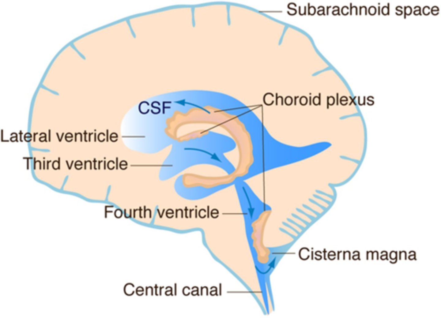 <p>The choroid plexus</p>