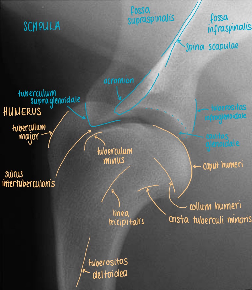 Medio-Lateral Projection of the Articulatio Humeri