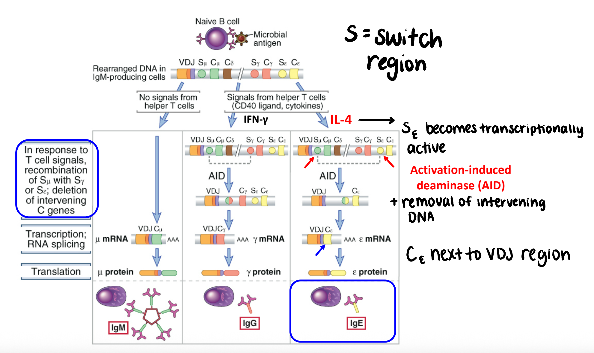 <ul><li><p>switch region at a particular heavy chain locus becomes transcriptionally active (cytokines) → targeted by AID</p></li><li><p>AID converts dC → dU, which is then replaced with dT; creates ds DNA breaks</p></li><li><p>intervening DNA is <strong>deleted</strong>;<strong> </strong>new heavy chain is next to VDJ region</p></li></ul><p></p>