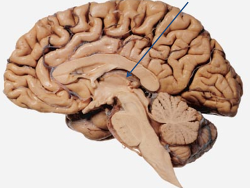 upper portion of diencephalon that regulates hormones secreted by the pineal gland. The pineal gland produces melatonin, a serotonin derived hormone which modulates sleep patterns
