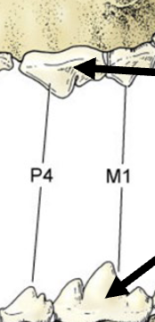 Rovtand (största kindtanden)