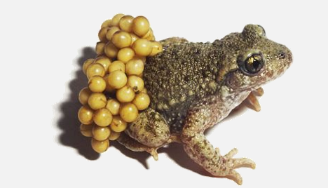 term image