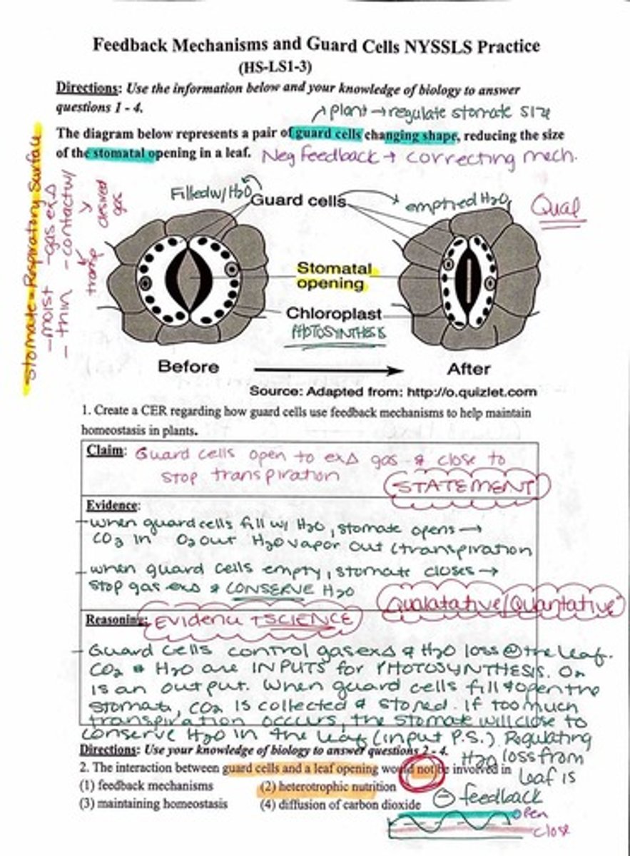 <p>A process where guard cells change the size of leaf openings to regulate gas exchange.</p>