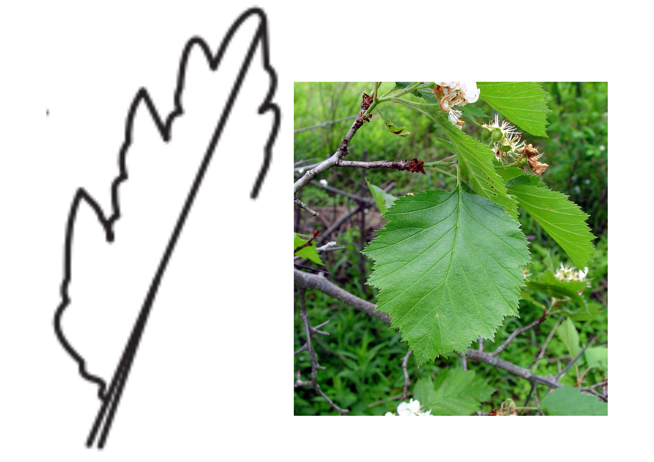 <p>Leaf margin</p>