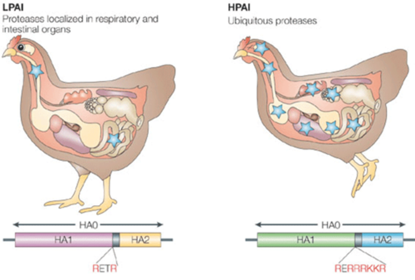 <p>-HPAI has ubiquitous proteases where as LPAI has proteases that are localised in respiratory and intestinal organs</p><p>-The ubiquity of proteases determines the severity of diseases caused</p><p>-High ubiquity = severe disease</p>