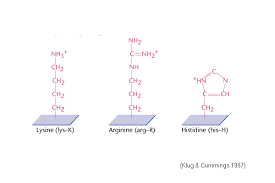<p>Which amino acids are <strong>positively charged</strong> at physiological pH?</p>