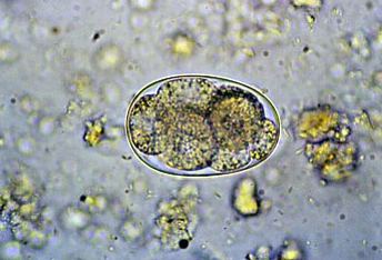 <p><span>This was found in a stool sample of a dog with bloody stool. What is it?</span></p>