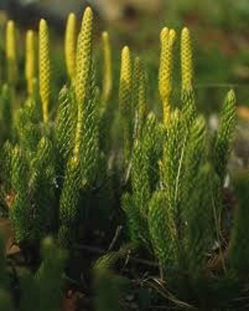 <p>- Lycopodium</p>