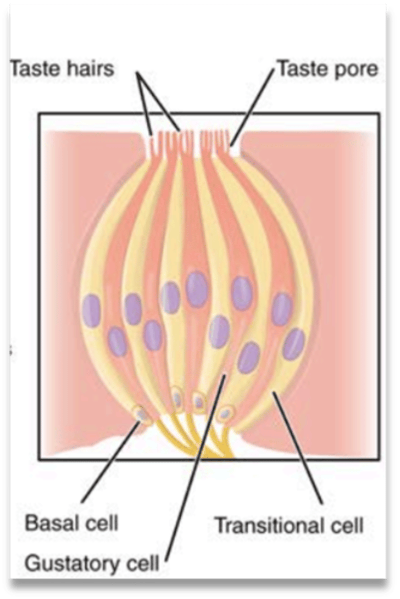 <p>tiny hairs send messages to the brain about how something tastes</p>