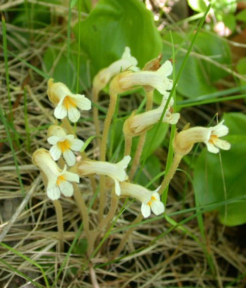 <p>One-flowered Cancer Root</p>