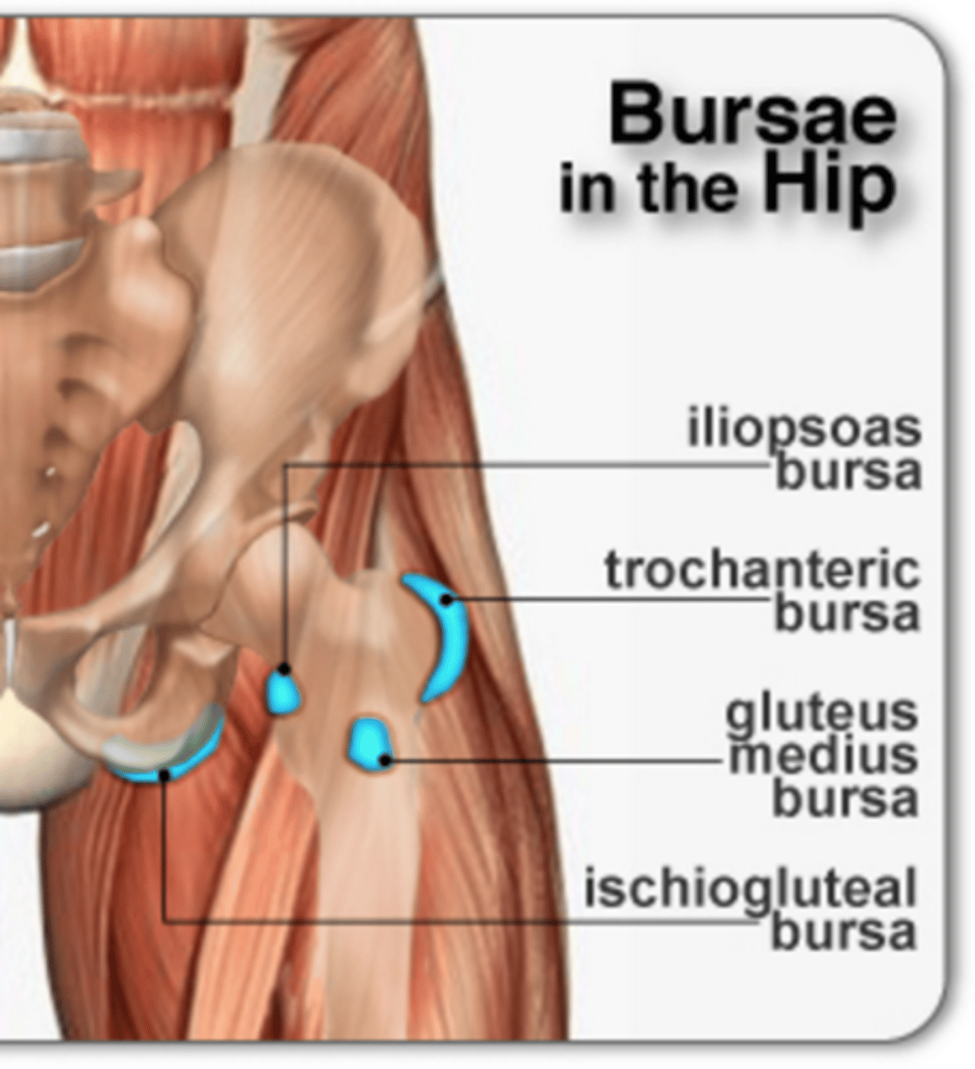 <p>Trochanteric bursa</p><p>Iliopsoas bursa</p><p>Gluteus medius bursa</p><p>Ischiogluteal bursa </p>