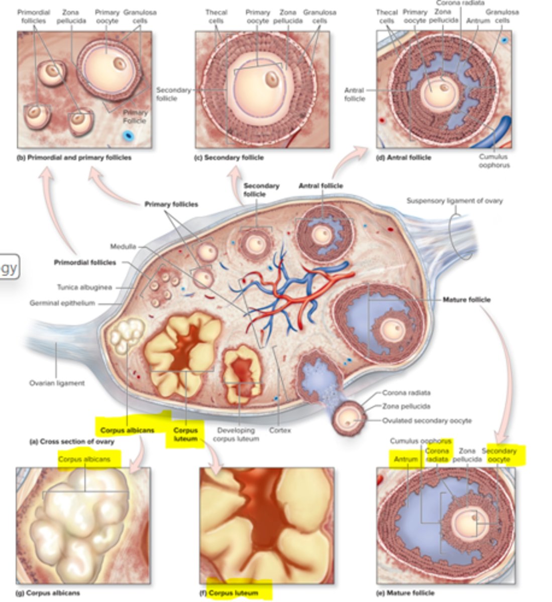 <p>provide nutrients to the egg and protects it</p>