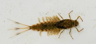 <p>Mayflies, always 3 tail filaments, gills on the abdomen, look like they’re flexing their muscles</p>