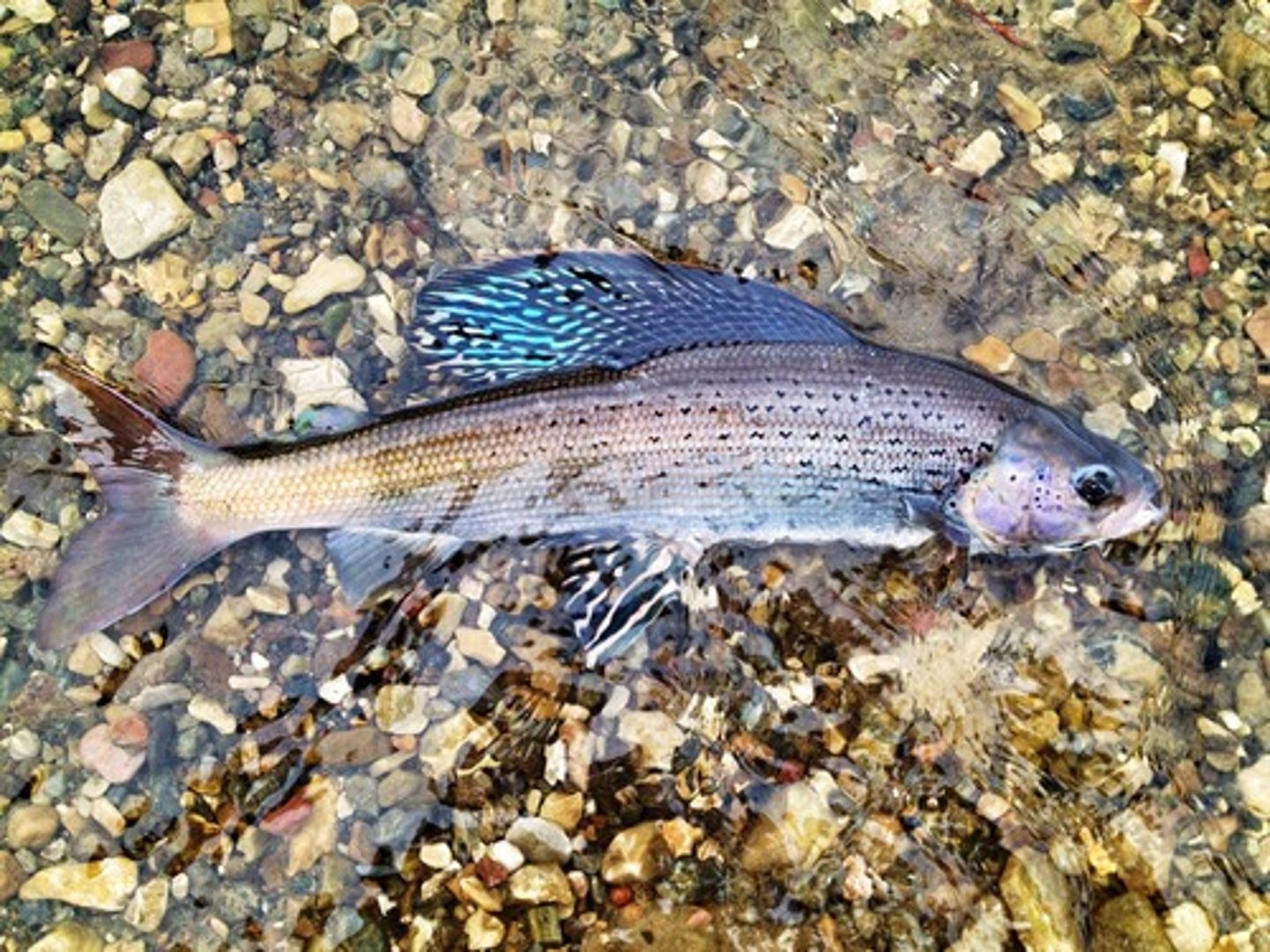 <p>huge black dorsal fin, small mouth</p>