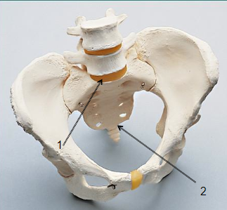<p>name joint 2.</p>