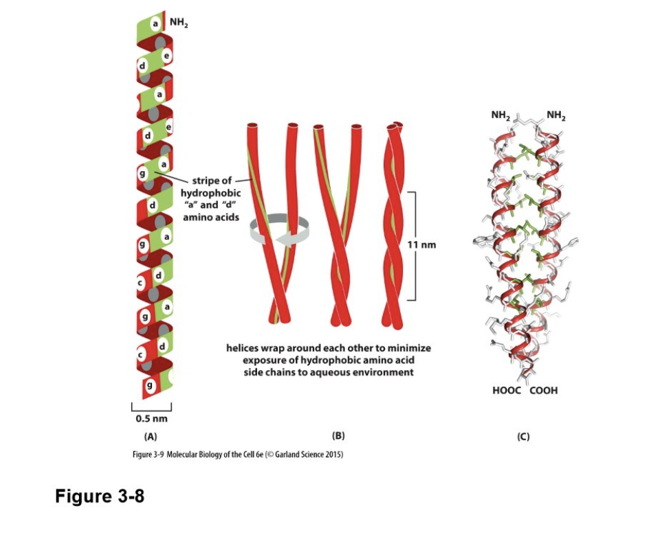 <ul><li><p>Alpha helices can wrap around each other to form a particularly stable structure known as a coiled-coil</p></li><li><p>Caused by hydrophobic forces to move nonpolar side chains towards inside </p></li></ul><p></p>