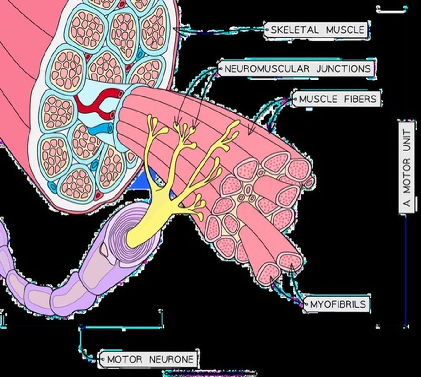 <p>A characteristic of all organisms whereby they independently move using metabolic energy.</p>