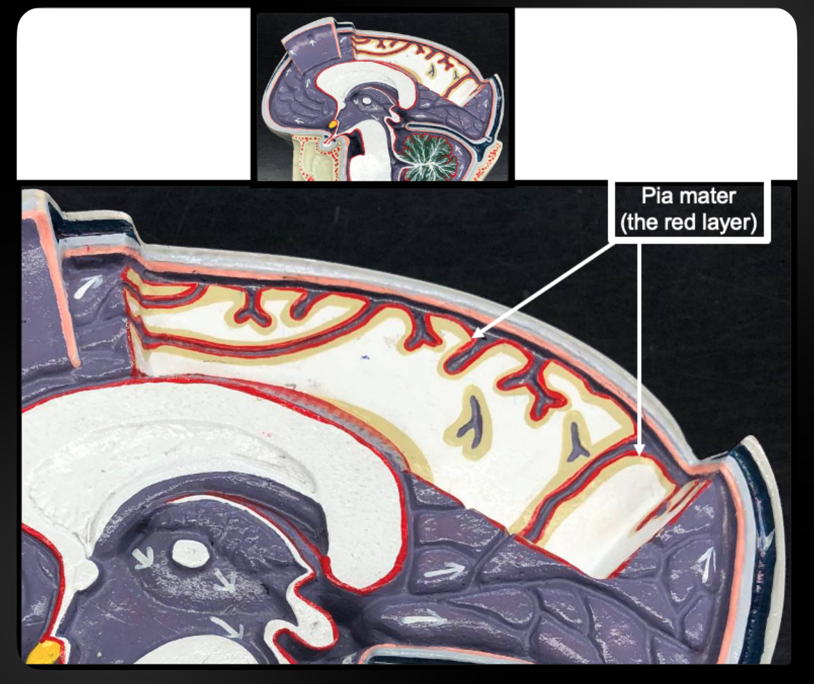 <p>Pia Mater</p>