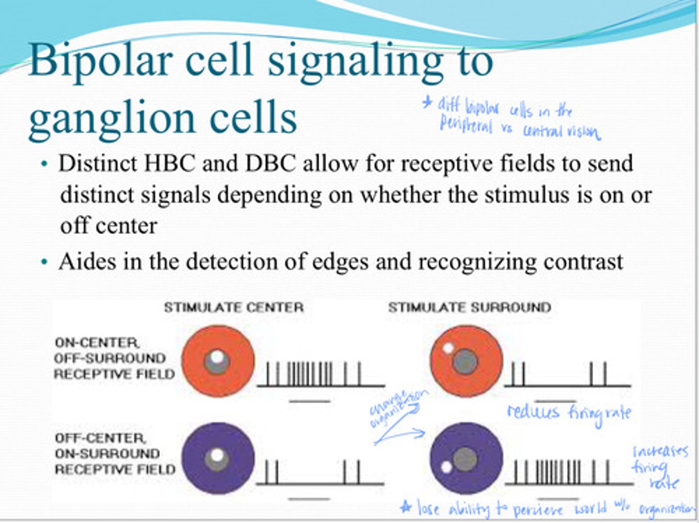<p>By HBCs and DBCs being distinct, receptive filed can send distinct signals depending on what?</p>