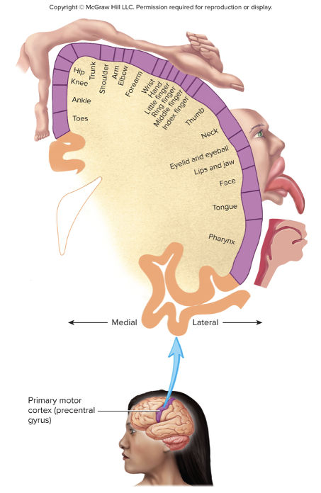 <ul><li><p>Control manny voluntary movements&nbsp;</p></li><li><p>Occupies precentral gyrus in the frontal lobes</p></li><li><p>Spatial arranged similar to primary somatosensory cortex</p></li></ul><p></p>