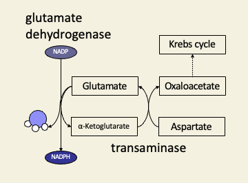 <ul><li><p>reversible, but this route cannot be used to assimilate ammonia by plants </p></li><li><p>why not? → the enzyme cant work at an appreciable rate unless [NH3] &gt; K<sub>M</sub> for GDH, that would mean toxic conc. of ammonia for most organisms</p></li></ul><p></p>