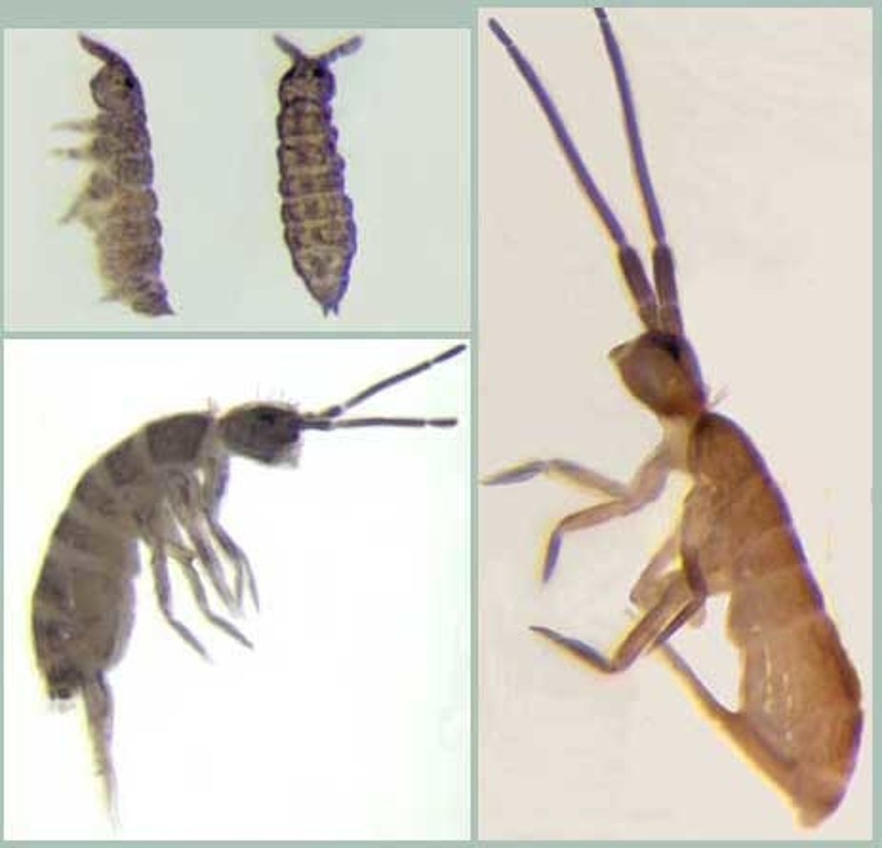 <p>Springtails</p><p>-.25-6mm long</p><p>-Furcula for springing</p><p>-Ametabolous, Entognatha</p>