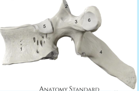 <p>thoracic&nbsp;</p>