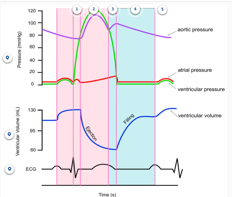 <ol><li><p><strong>Isovolumetric ventricular systole:</strong> this is when the ventricles start contracting but they aren't yet able to pump blood out of the heart. Hence the term <strong>isovolumetric&nbsp;</strong>is used, as the volume of the ventricles don't change. <em>Iso</em> means <em>equal</em> in Greek.&nbsp;</p></li><li><p>2</p><p><strong>Ventricular systole:</strong> this is when the ventricles are contracting AND moving blood out of the heart and into the aorta (L ventricle) or pulmonary arteries (R ventricle).</p></li><li><p>3</p><p><strong>Isovolumetric ventricular diastole:</strong> this is when the ventricles start relaxing but they aren't yet able to fill with blood. Again, notice the word <strong>isovolumetric&nbsp;</strong>here since ventricular volume isn't changing.</p></li><li><p>4</p><p><strong>Late ventricular diastole:</strong> this is when the ventricles are relaxing AND starting to fill with blood from the atria.</p></li><li><p>5</p><p><strong>Atrial systole:</strong> this is when the atria are contracting, moving blood into the ventricles.</p></li></ol><p></p>