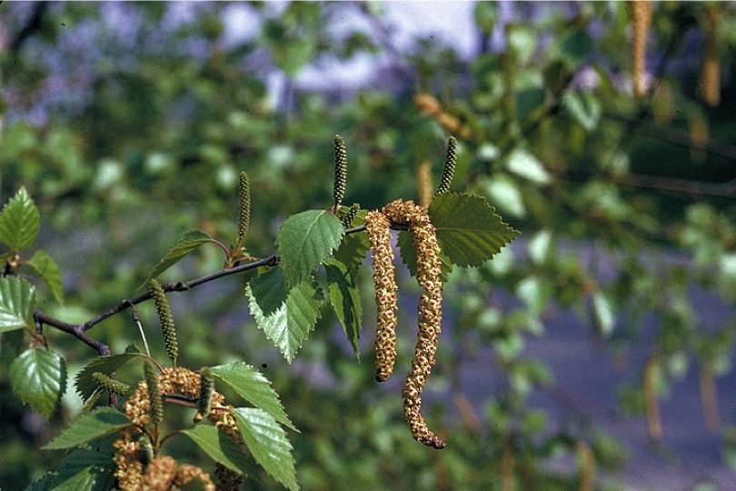 <p>woody</p><p>leaves alt &amp; doubly serrate</p><p>also has catkins</p>