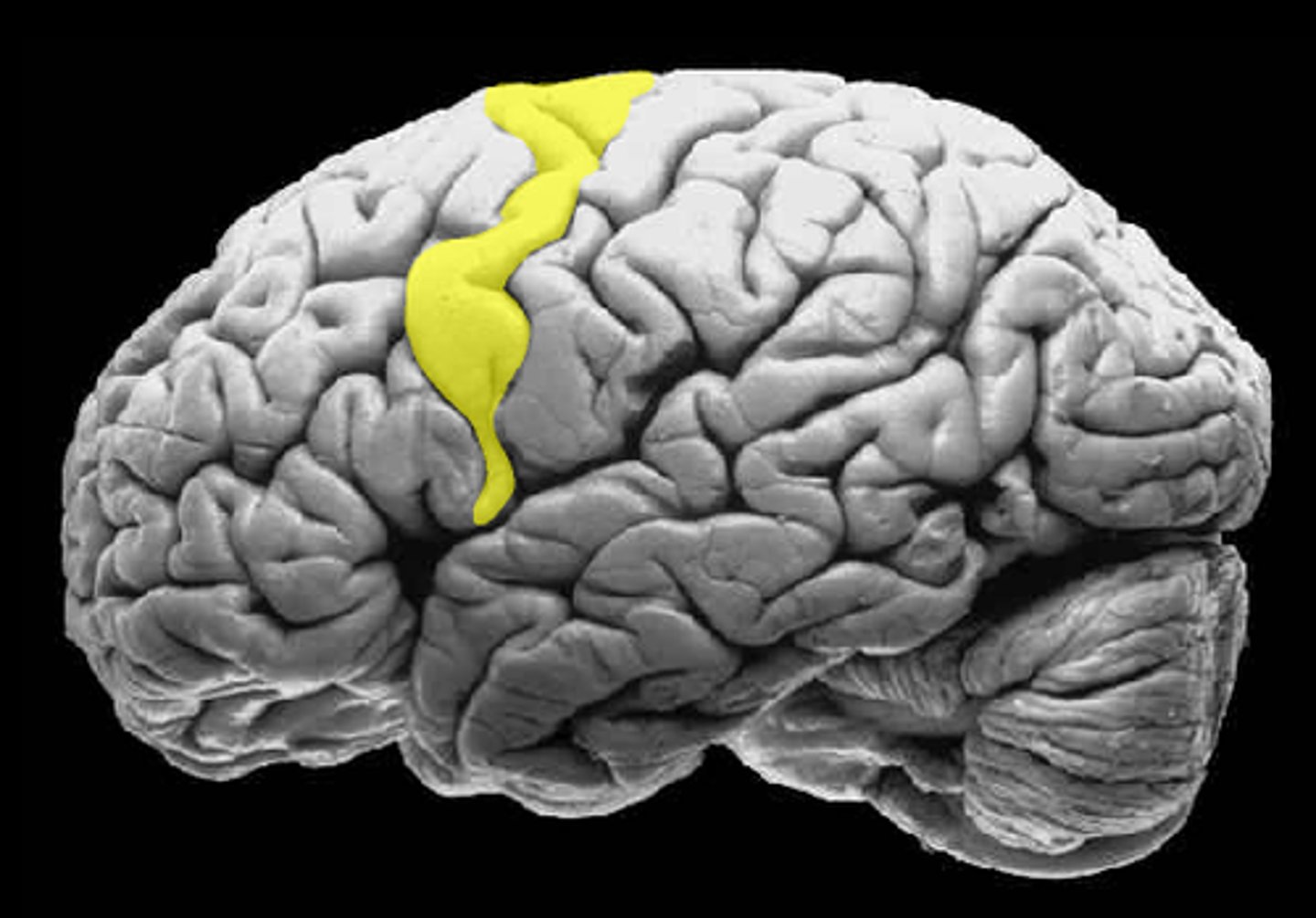 <p>controls voluntary movement (motor output)</p>