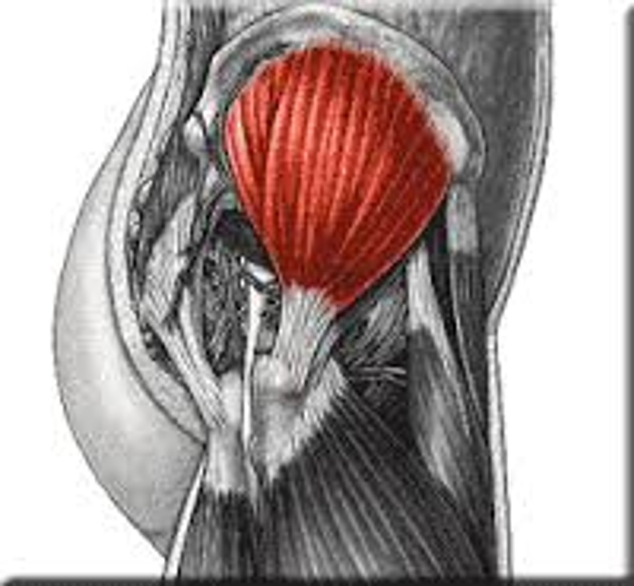 <p>smaller than gluteus maximus, more medial</p>