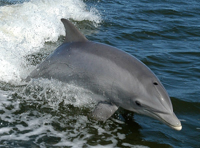 <p>Atlantic Bottlenose Dolphin</p>