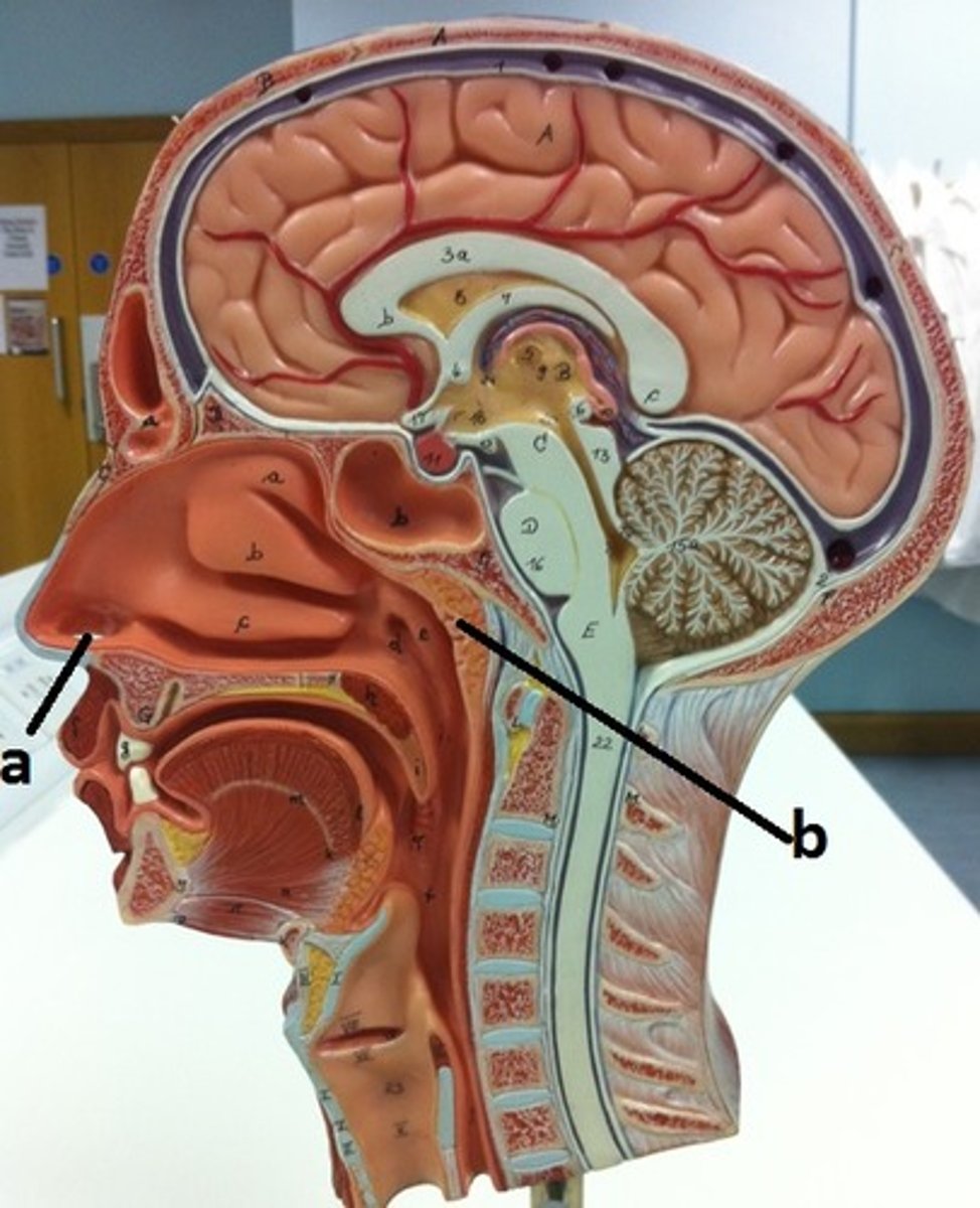 <p>a</p>