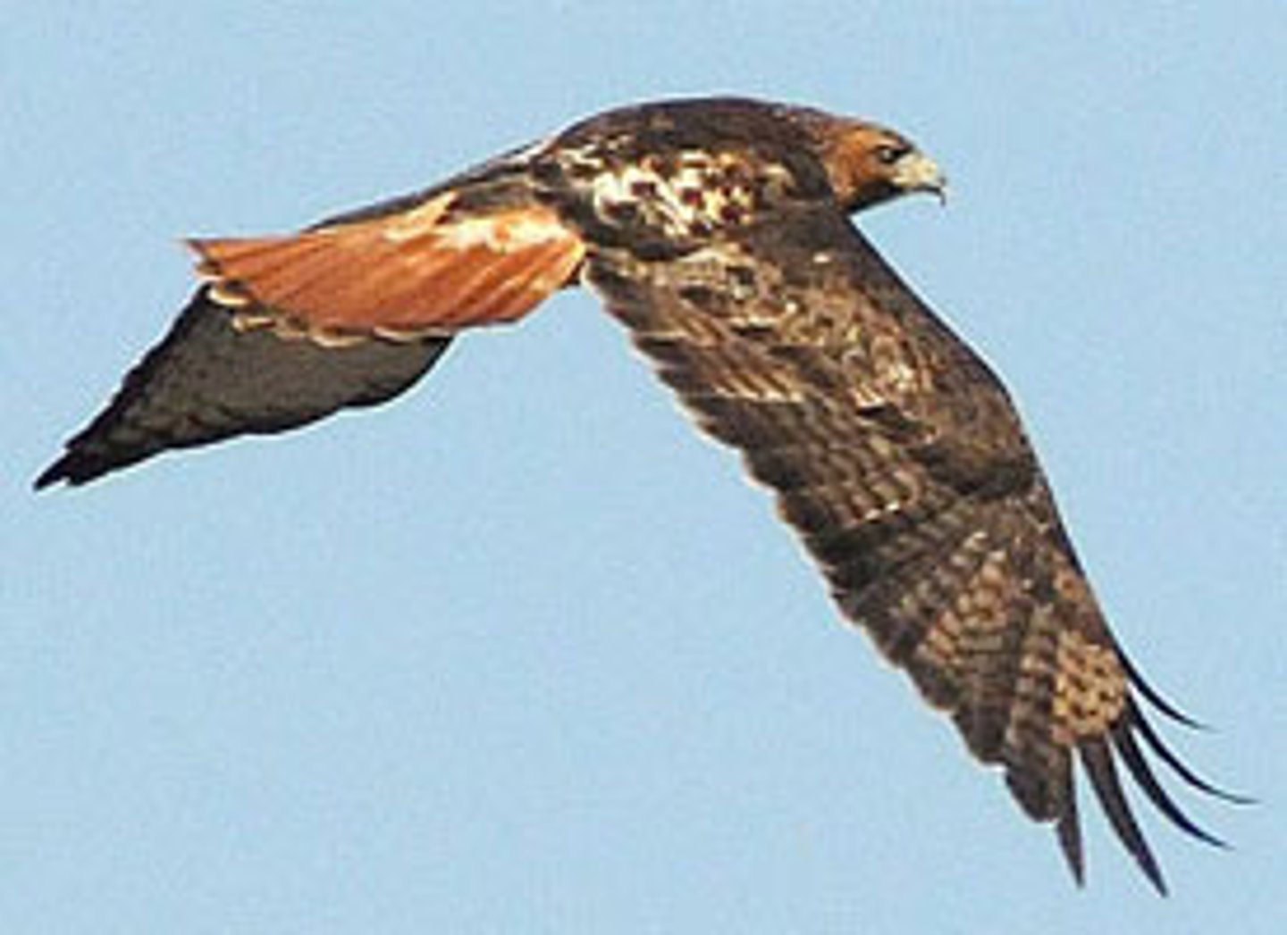 <p>a bird that hunts other animals — jastrząb</p>