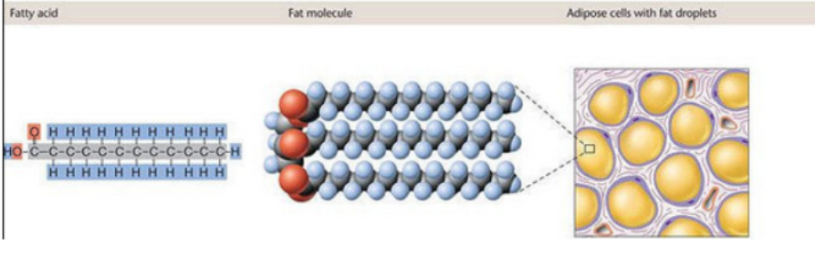 <ul><li><p>Barriers and long-term storage</p></li><li><p>What membranes are made of</p></li><li><p>Join to make sugar molecules; they interact but do not make polymers</p></li></ul><p></p>