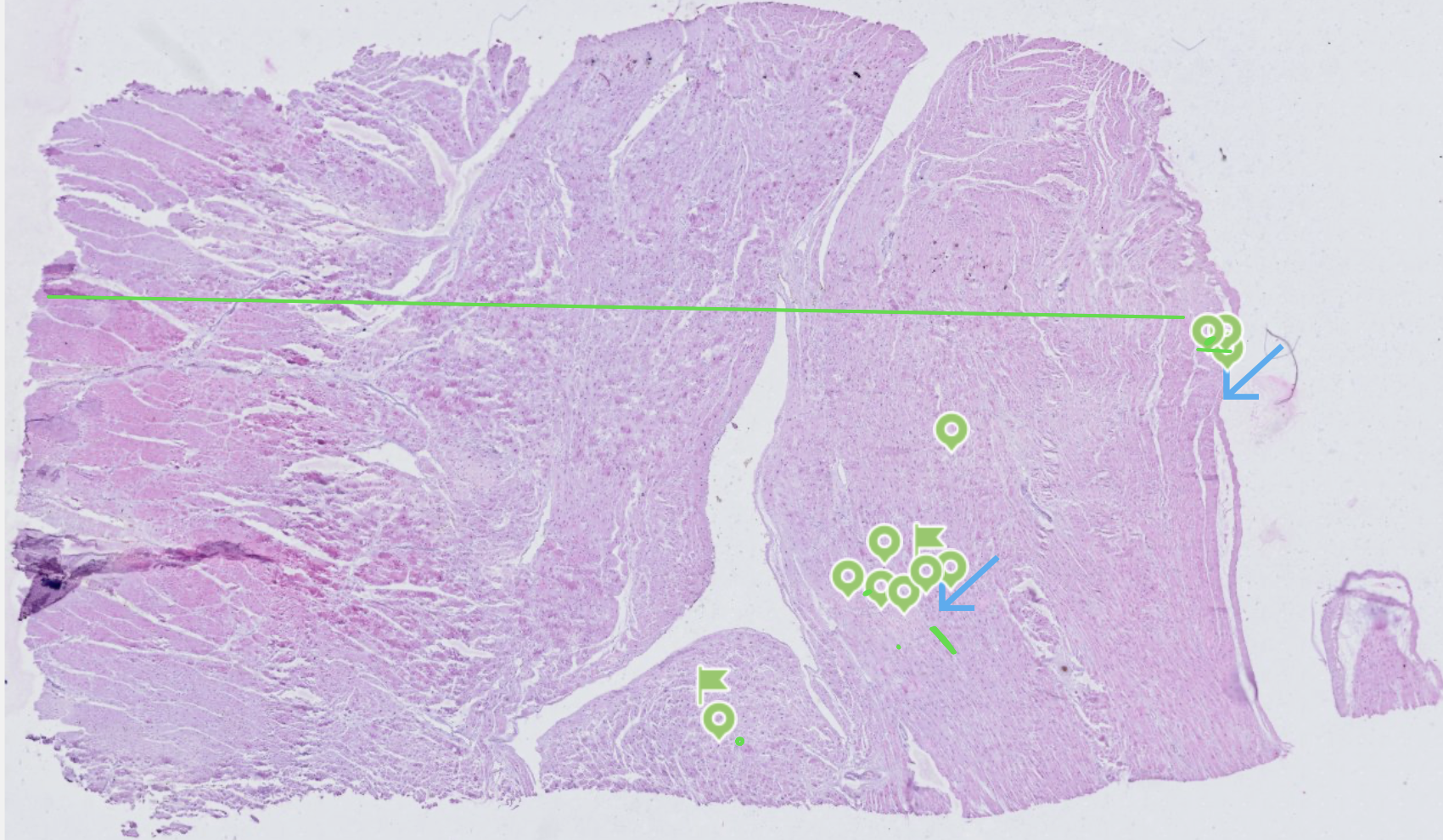 knowt flashcard image