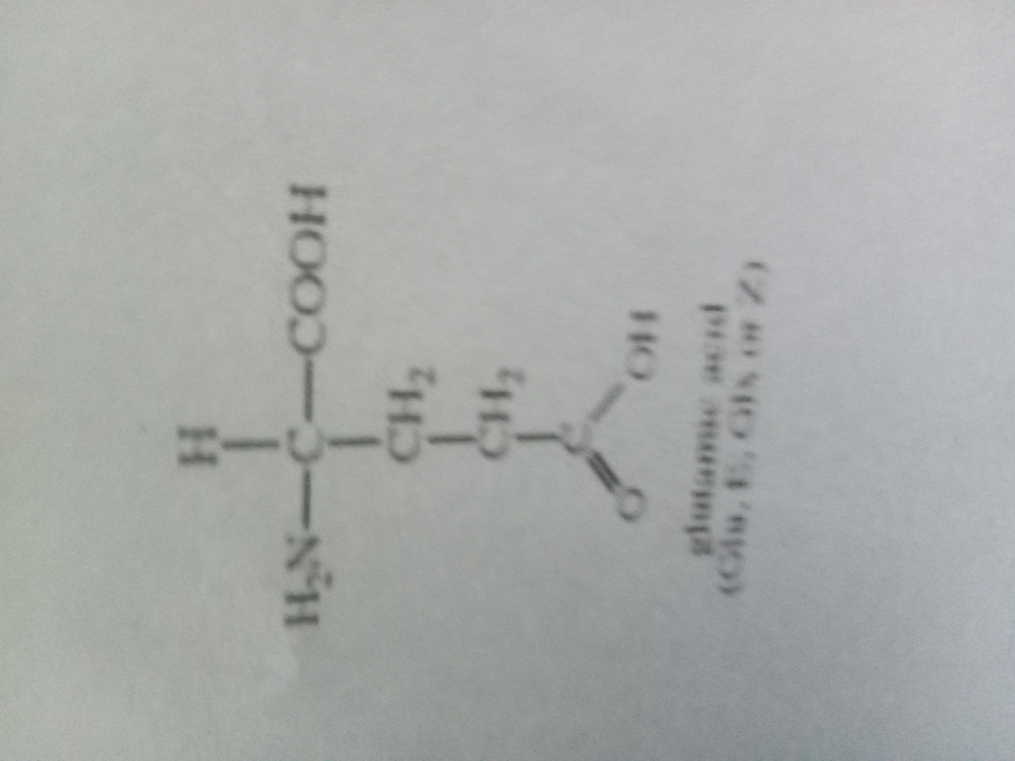 <p>Glutamic acid </p>