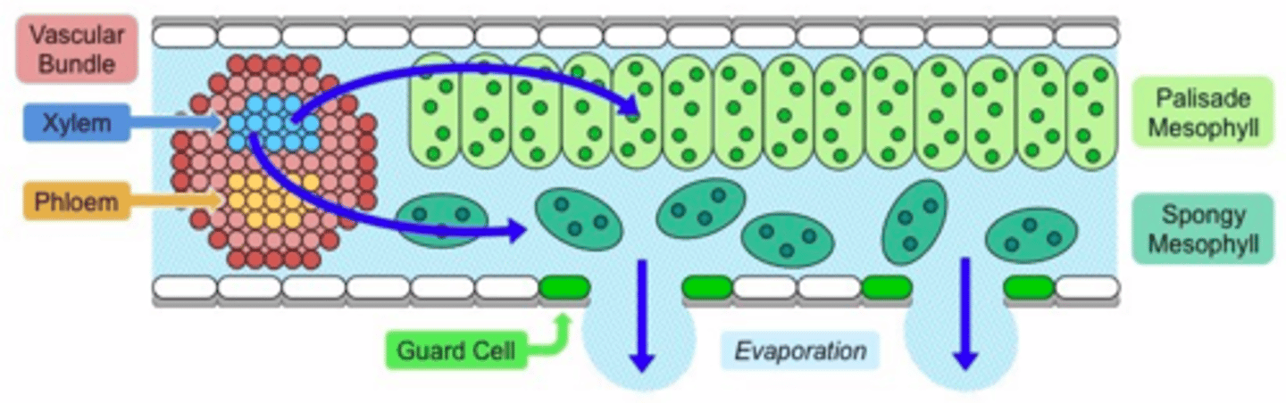 <p>Transpiration is the process by which plants release water vapor into the air through tiny openings on their leaves called stomata, which helps regulate their temperature and maintain water balance. <br>if/when a plant finds itself in drought it will close off the stomata to preserve water but in that process it closes off its only means to Co2 which causes the plant to be unable to perform photosynthesis (it dies)</p>