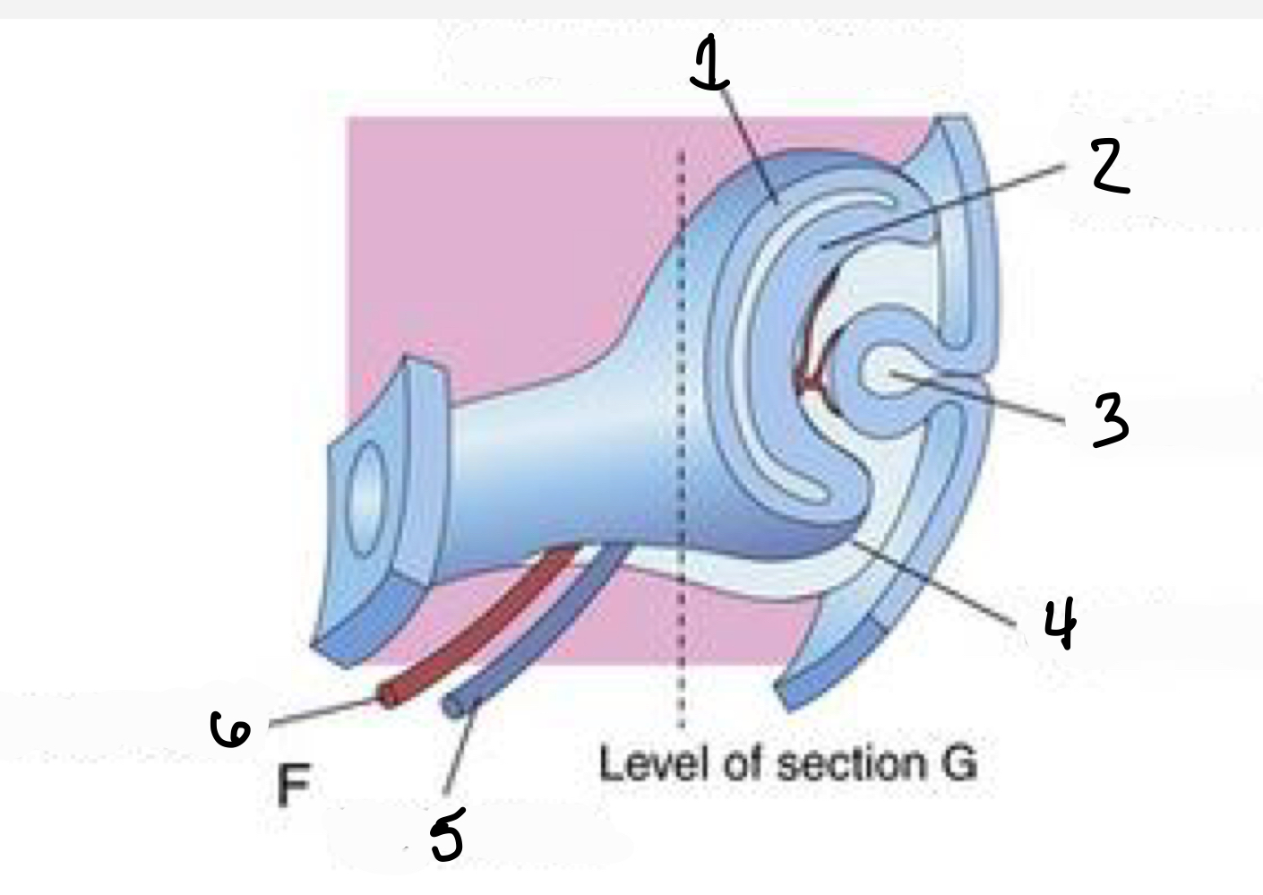 Identify the following structures of the optic cup (1-6)