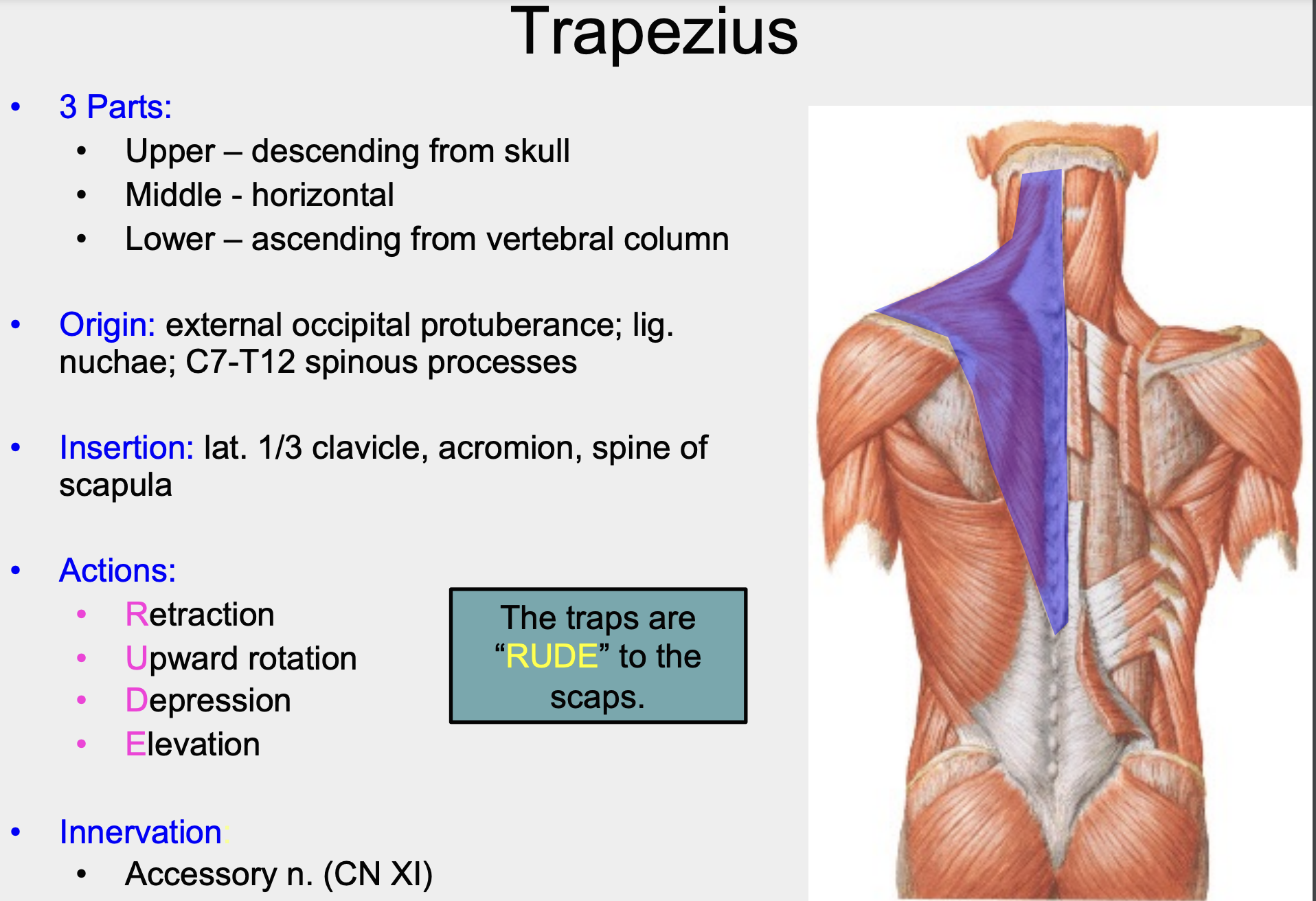 * external occipital protuberance


* lig nuchae
* C7-T12 spinous processes 