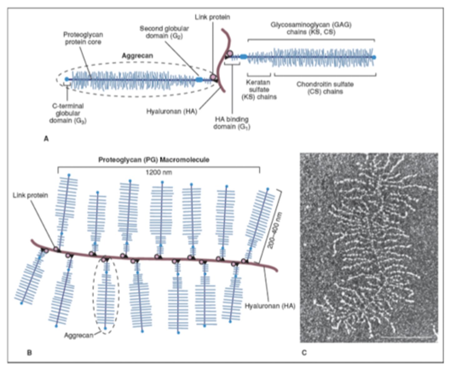 <p>To expand in solution and give the tissue its ability to resist compression</p>