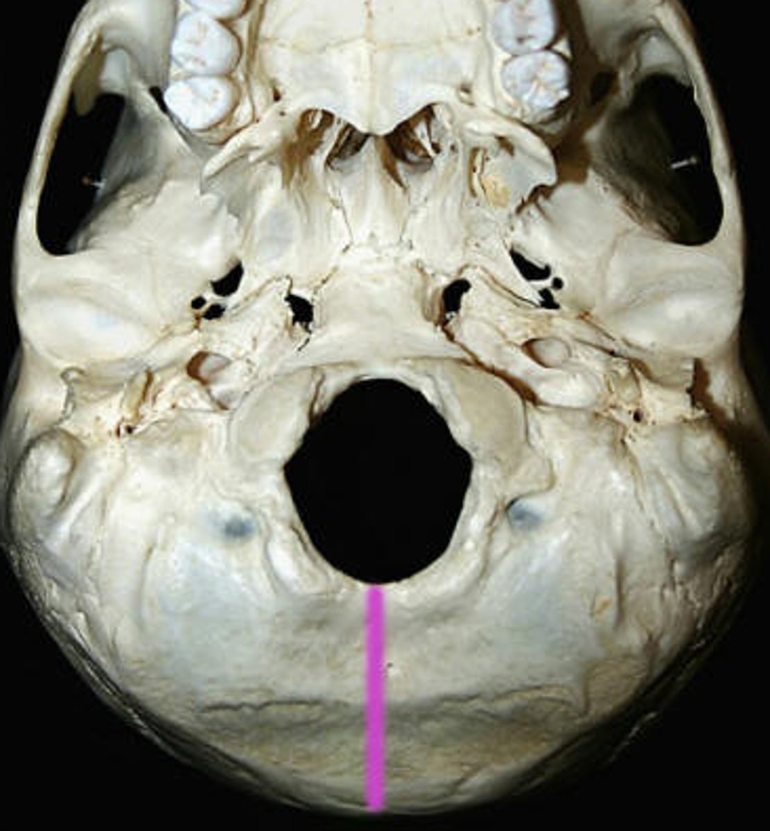 knowt flashcard image