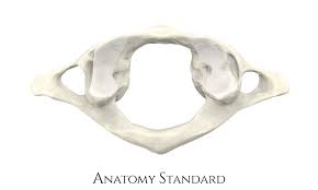 <p>What bone is this?</p>