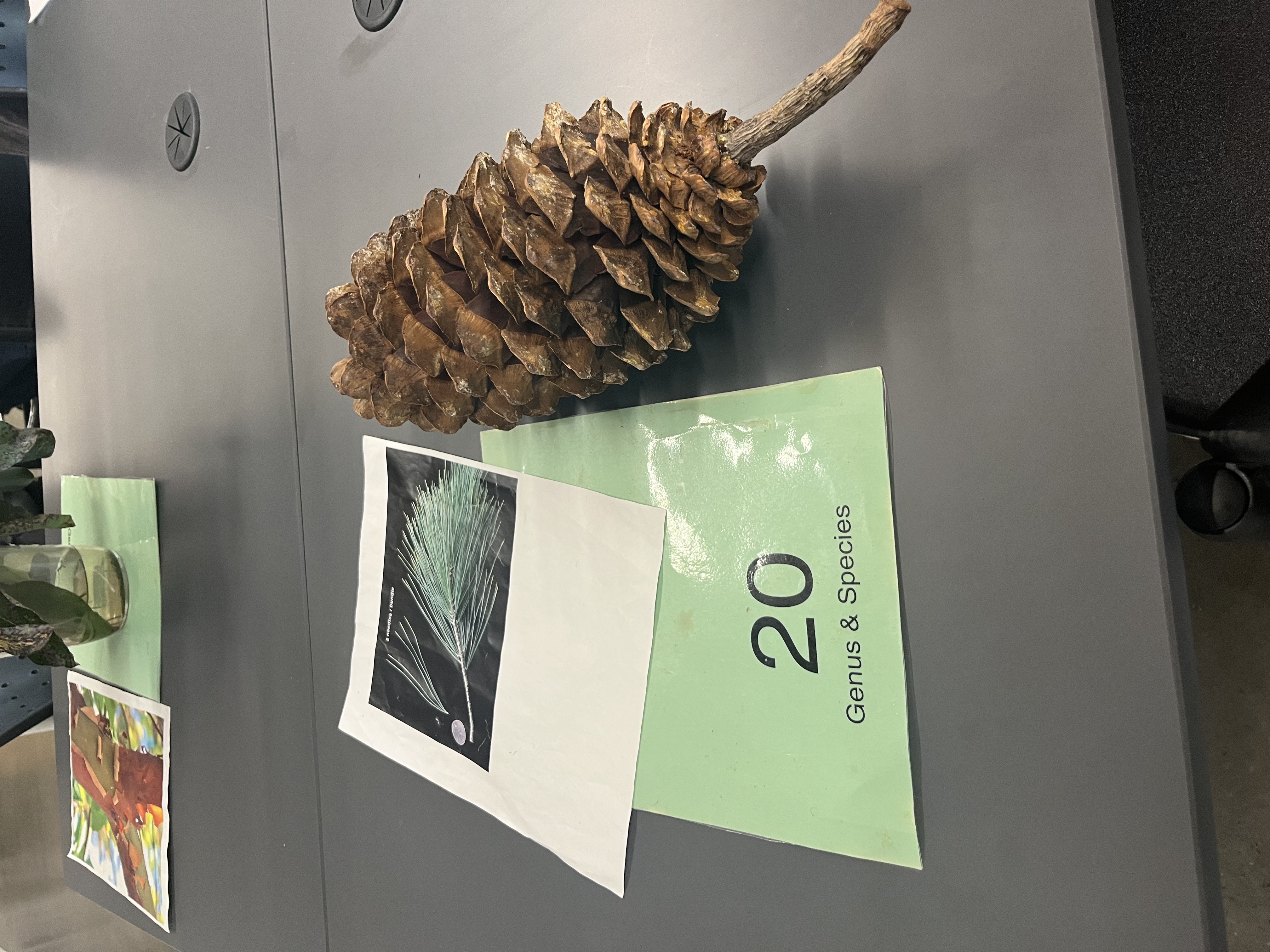 <p>needles arranged in clusters of 5. greenish-blue. large pendulous cones.</p>